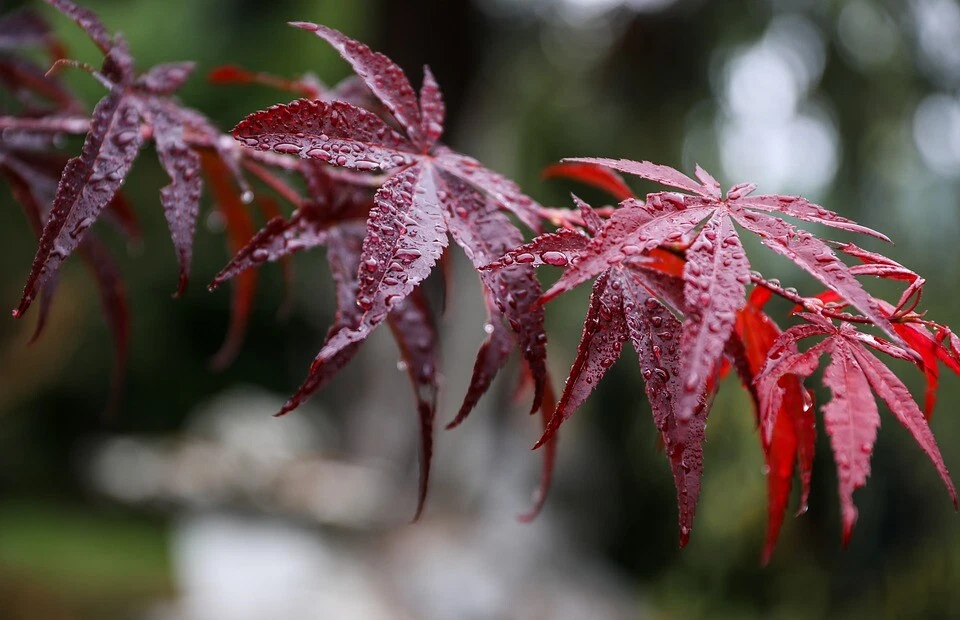 Acer palmatum Atropurpureum (Purple Japanese Maple) 10 Tree Seeds-RARE Bonsai UK - Image 3 of 4