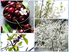 5 Sand Cherry Seeds (Prunus pumila) Edible Fruit Tree Shrub FREE SHIPPING USA