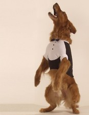 Dog Tuxedo for size L dogs. 17" Long with Pink Bow Tie