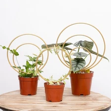 Set of 3 Stylish Metal Plant Supports Trellis for Climbing Indoor Houseplants