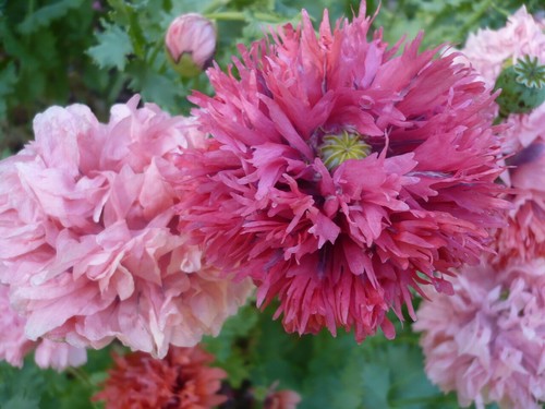 Doppia Peony Pom Som. Poppy Variety Mix 2000 semi *PoppyQueen 🙂 - Foto 3 di 13