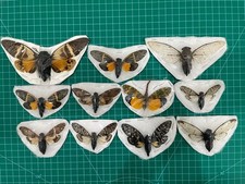 10pcs Dried Cicada Specimens Entomology Insect Collection Spread Wings