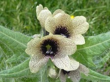 Hyoscyamus Niger 30 Seeds – Black Henbane – Rare Historic