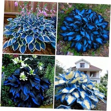 Hosta Seeds for Planting, 290 pcs Perennial Rare Hosta Flower Seeds, Non-GMO