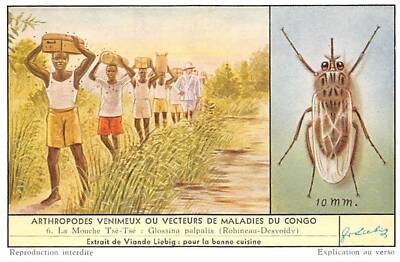 Chromos AM13037 Liebig Venomous Arthropods Or Vectors Of Diseases From Congo.
