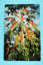 Kona Coffee - Hawaii