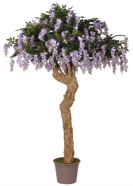 Artplants Unechter Blauregen Anselmo, Echtstamm, Weiß, 250Cm, Ø180Cm-image