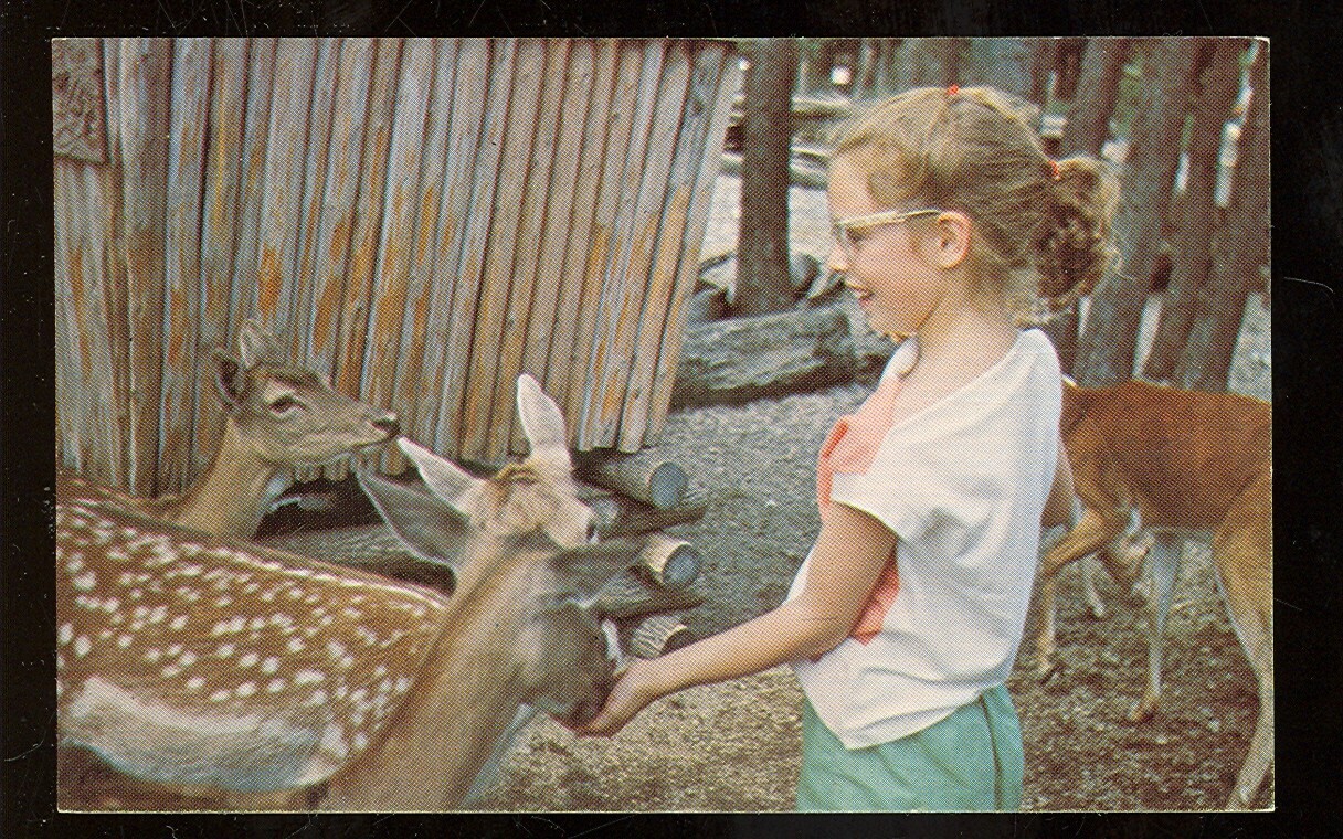 Castalia, Ohio, Lagoon Deer Park (CastaliaOH41 eBay