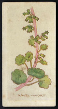PASCALL - DEVON FLOWERS - #27 NABELKRAUT