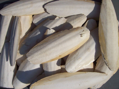 1 kg Sepiaschalen Groß 15-20 cm Sepia Kalzium Sepiaschale