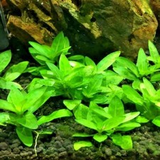 5 Staurogyne Repens Clumps S. Repens Easy Live Aquarium Carpeting Plants