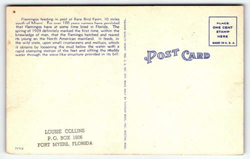 Flamingos Postcard Florida Rare Bird Farm FL UNP - Bild 2 von 2