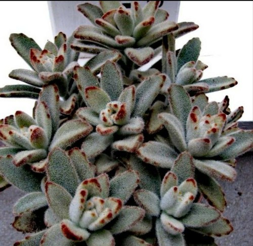 Kalanchoe Tormentosa Schokolade TALEA 15 CM SCHNEIDEN Kakteen Sukkulenten