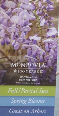 Wisteria Ikoyama Fuji Pre Bonsai Dwarf Kifu Fat Trunk Purple Flowers | eBay