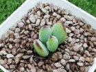 COTYLEDON PENDENS *cutting* 2cm diameter Succulent Cotyledon 