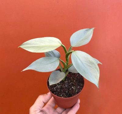 philodendron nangaritense vs fuzzy petiole BubbleBlooms Fuzzy Petiole Philodendron Nangaritense in a 4 inch Pot –  Florida House Plants main image 1