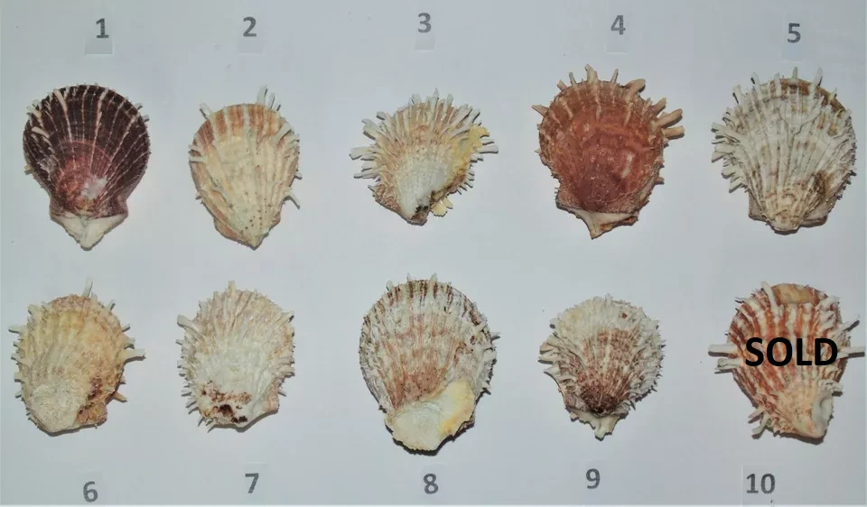 ONE (1) LARGE BROWN SPONDYLUS DUCALIS SPINY OYSTER PAIR, CRAFT DECOR BEACH - Image 3 of 4