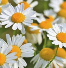 Chamomile Dried Flower Herbal Loose Leaf Tea Premium Quality Matricaria chamomil