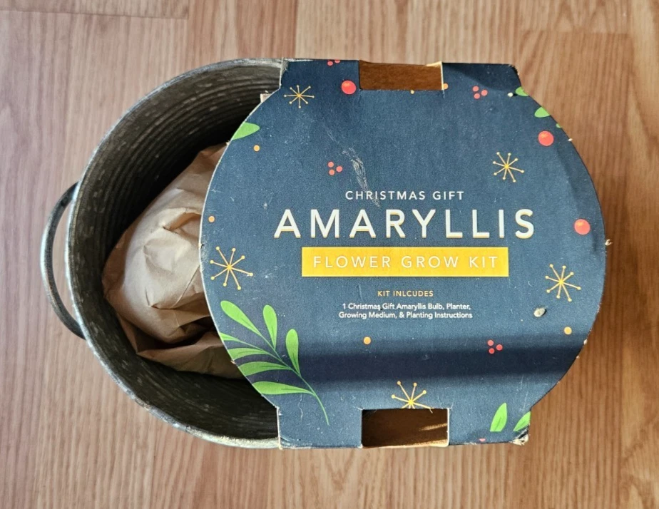 White Amaryllis Bulb Kit by Garden State Bulb 1 Count Holiday Gift NEW - Image 2 of 4