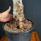 Foto 3 di 9