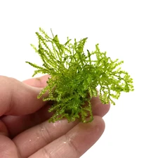 Spiky Moss Taxiphyllum sp. Spiky | Aquarium Plants Factory®
