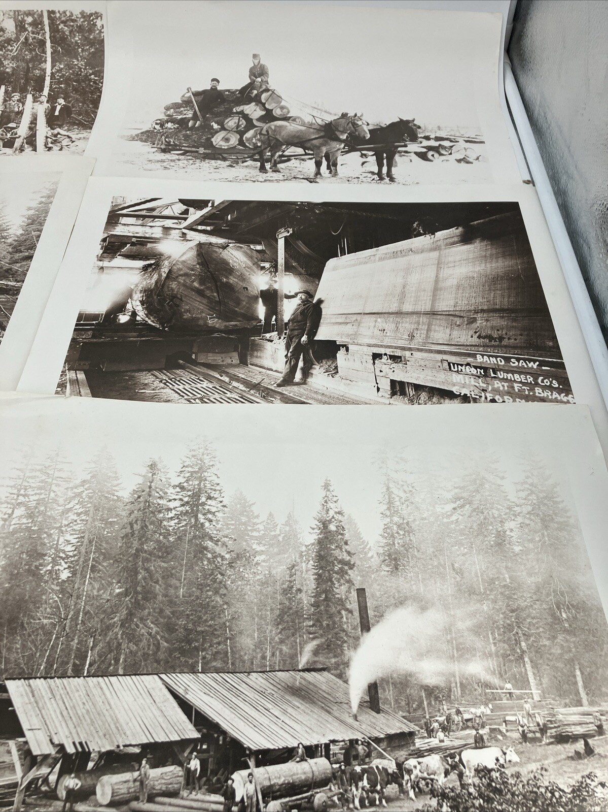 Lot Georgia Pacific Historical Museum 1880-1920 Glory Days Logging Photographs