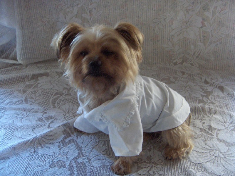 Dog Girl Clothes Lot of 2 Jean Dress + White LacyShirt Choice of 3 Sizes XX XS S eBay