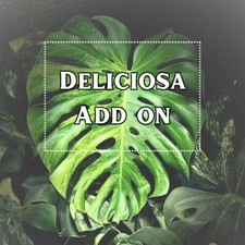 Add On- Special order for Monstera Deliciosa Variety- Customize Your Cutting- A