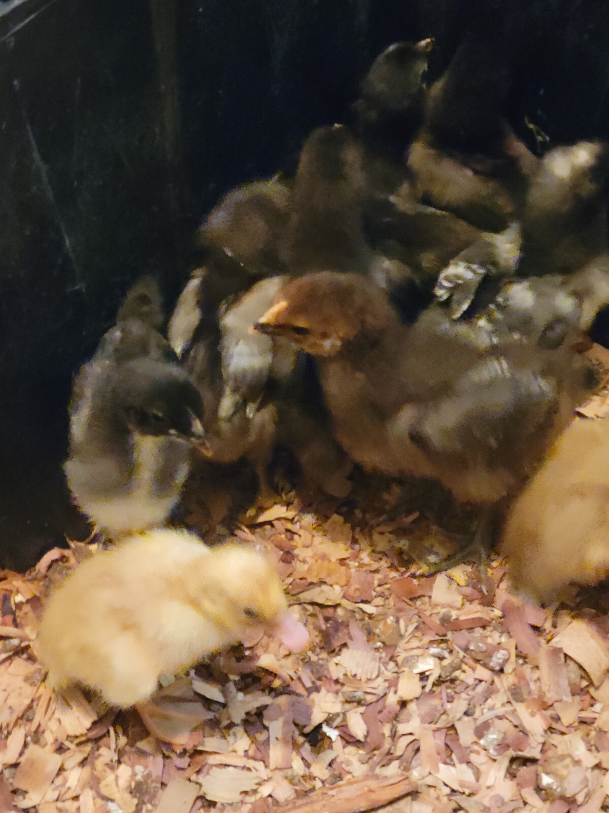 live baby chickens for sale eBay