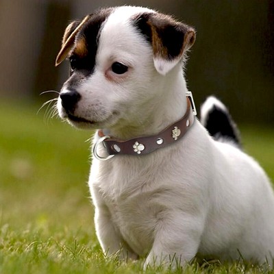 Haoyueer Hundehalsband Aus Echtem Leder – Verstellbar, Weich Gepolstert, Für Kleine Bis Große Hunde (XS, Braun)