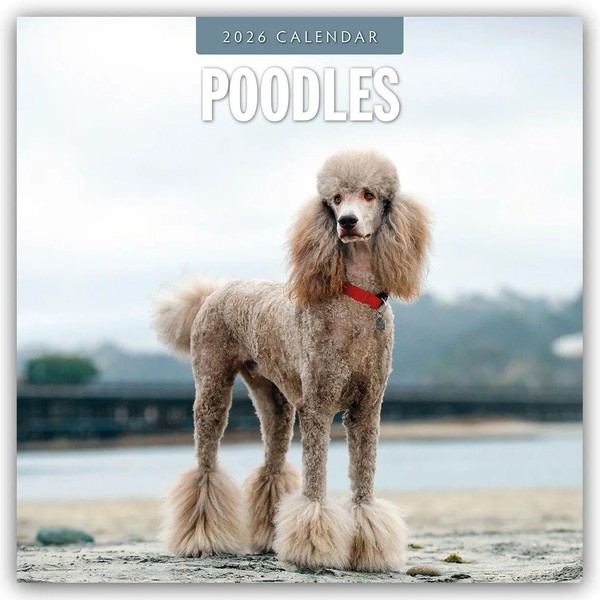 Poodles 2026 Square Wall Calendar Red Robin Taschenbuch Geheftet Englisch 2026-image