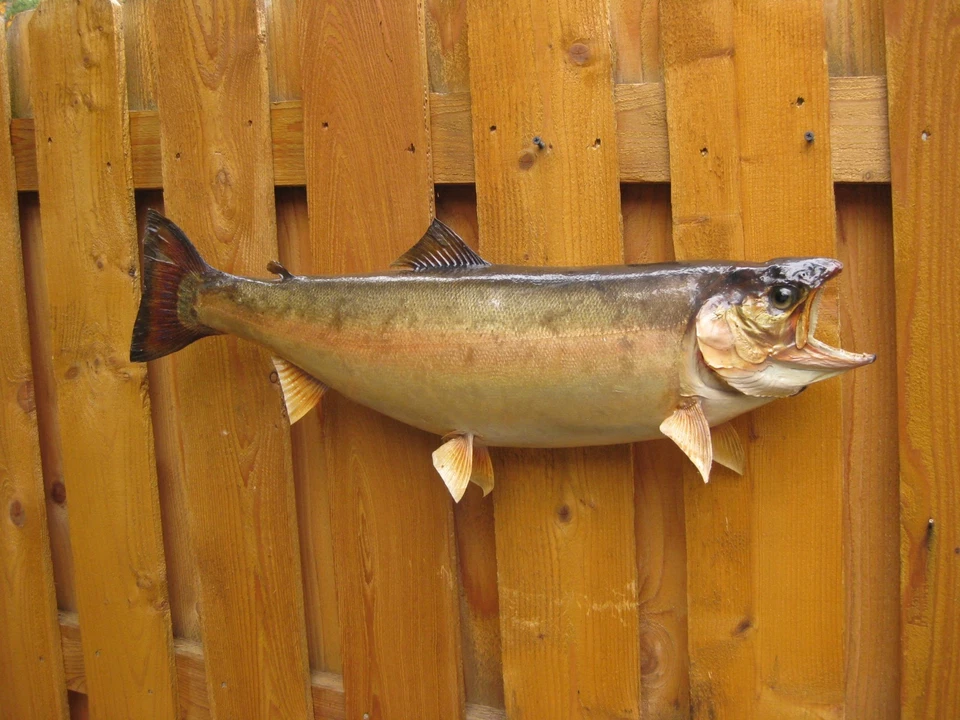 Bonito montaje de trucha arco iris de 29" piel real grande Foto 3 de 4