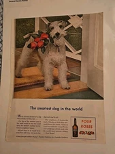 1943  Four Roses Whiskey Terrier dog red roses in mouth vintage ad