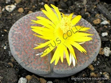RARE LITHOPS FULVICEPS exotic living stones rare succulent plant seed 30 SEEDS