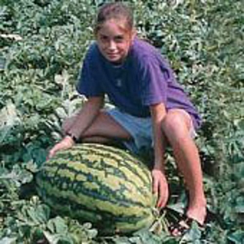 Jubilee Watermelons Seeds (((25 Seed Packet))) (More Heirloom, Organic