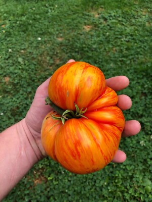 Riesen Tomate Plan 9 From Outer Space  10 Samen