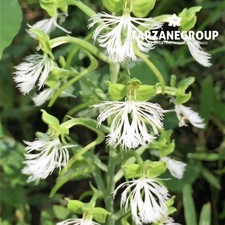 HABENARIA MEDIOFLEXA TERRESTRIAL ORCHID TUBER
