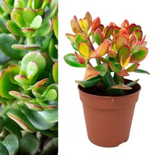 Crassula Ovata in 12cm Pot - Live Jade Money Penny Succulent Houseplant