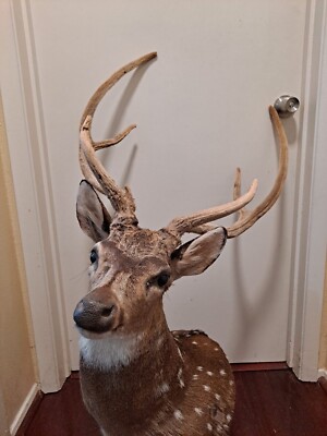 Axis Deer Taxidermy Shoulder Mount Antlers In Velvet | eBay