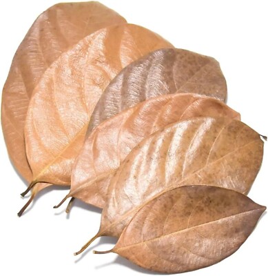 Jackfruit Leaves for shrimp Beta Fish Tropical Fish Aquarium Invertebrates