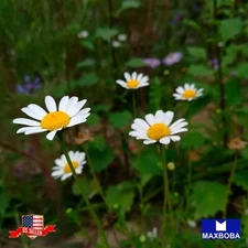 250 Feverfew Herb Seeds Tanacetum parthenium Non-GMO Garden