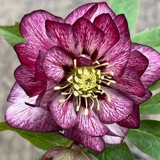 Hellebore Whirlwind Romance Perennial Rare Lenten Rose