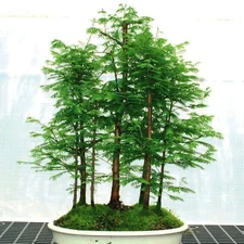 50 Dawn Redwood Seeds 2025 Fresh Harvest – Fast Growing Metasequoia