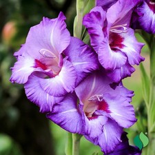 10 - GLADIOLUS VISTA Flower Bulbs  EYE CATCHING PERENNIAL - U S SELLER
