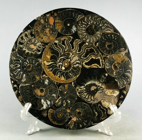 AMMONITE SHELL JURASSIC DISK HALF CUT w/Wenge Stand-Madagascar - Picture 3 of 10