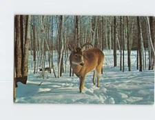 Postcard A Deer In The Woods
