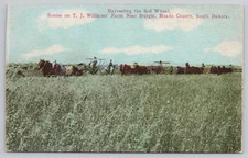 Sturgis SD Harvesting Wheat T J Williams Farm Farming Horses, Blank Back A10324