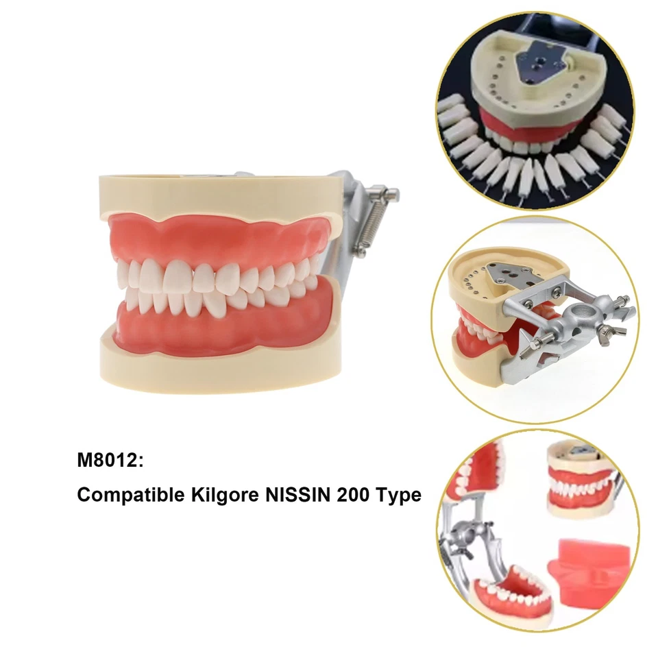 Tipodonte dental Kilgore Nissin modelo 32 piezas poste de montaje de dientes extraíble EE. UU. 200 Foto 3 de 4