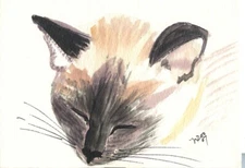 ACEO Siamese Cat napping2  mini art print from Original Watercolor painting