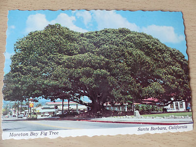 Postkarte: Moreton Bay Feigenbaum, Santa Barbara. Vintage. Neu.
